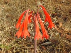 Cyrtanthus contractus