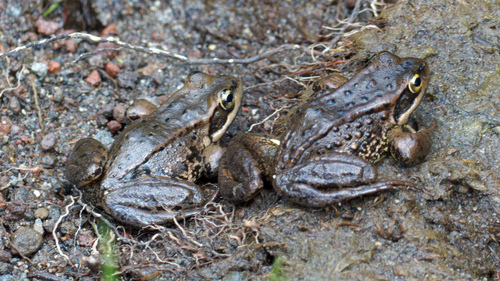 Cascades Frog