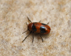 Coptocephala