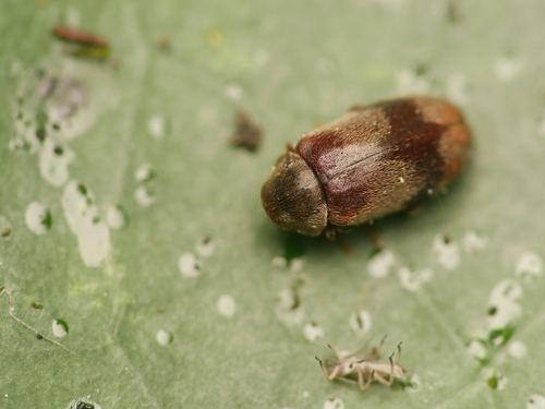 ivy boring beetle, photo 3 of 10