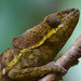 Hooded Chameleon - Photo (c) John Sullivan, some rights reserved (CC BY-NC), uploaded by John Sullivan