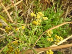 Helichrysum stenopterum