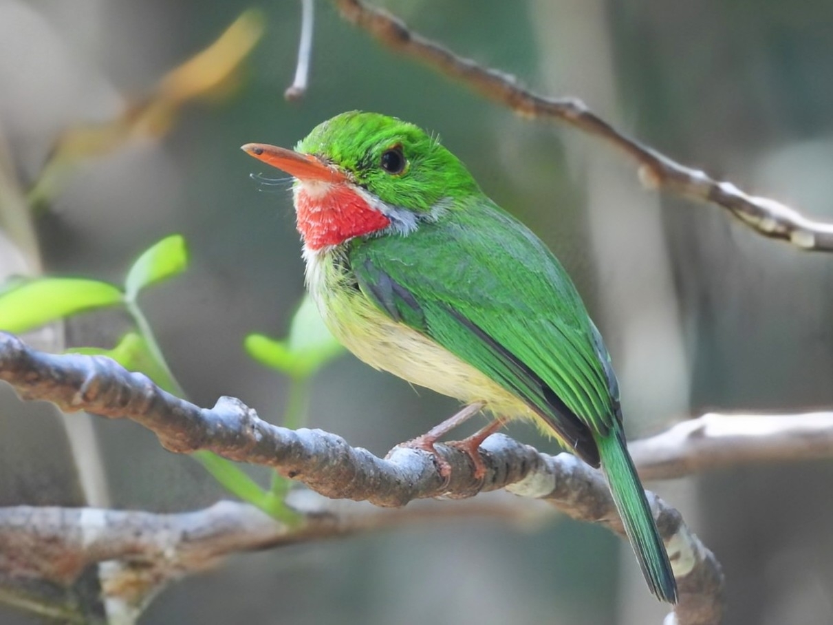 Jamaican Tody (Todus todus), photo 1