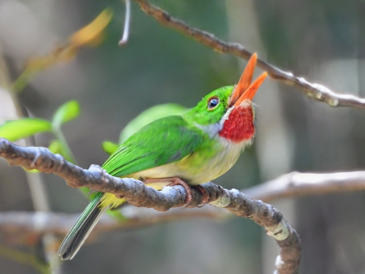Jamaican Tody (Todus todus), photo 2