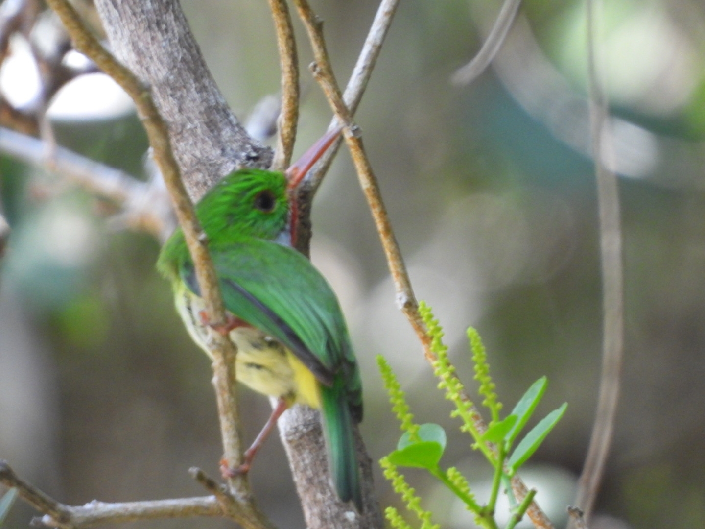 Jamaican Tody (Todus todus), photo 10
