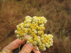 Helichrysum stenopterum