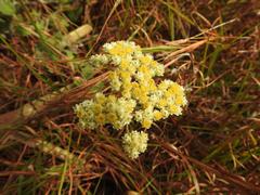Helichrysum stenopterum