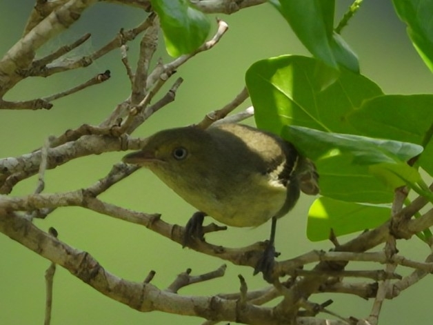Jamaican Vireo (Vireo modestus), photo 1