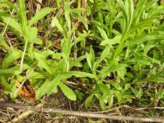 Helichrysum stenopterum