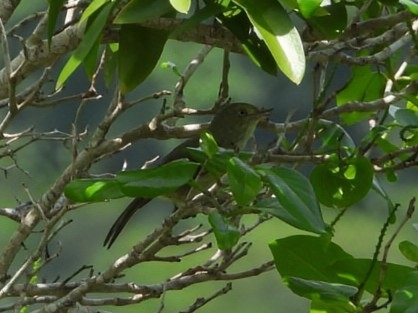 Jamaican Vireo (Vireo modestus), photo 2