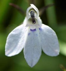Lobelia flaccida flaccida