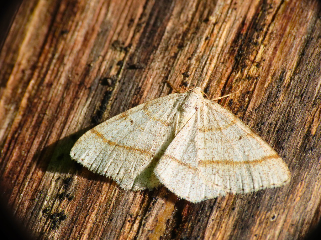 Isturgia sparsaria