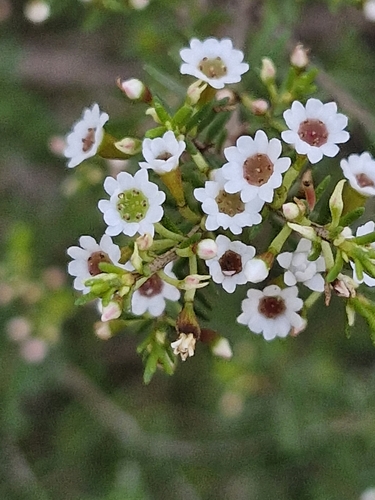Mat Heath-myrtle (Thryptomene ericaea)
