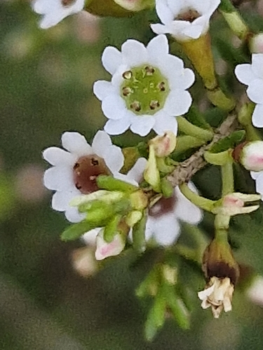 Image of Thryptomene ericaea by (c) ronavery, some rights reserved (CC BY)