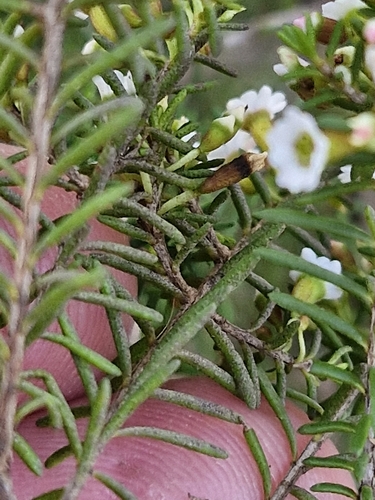 Image of Thryptomene ericaea by (c) ronavery, some rights reserved (CC BY)