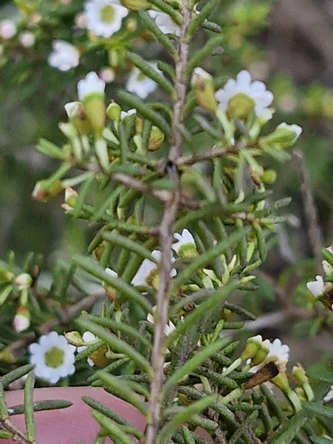 Image of Thryptomene ericaea by (c) ronavery, some rights reserved (CC BY)