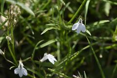 Lobelia flaccida flaccida