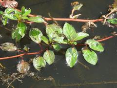 Ludwigia adscendens diffusa