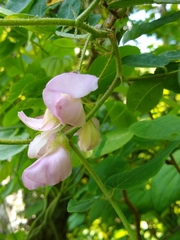 Robinia hispida