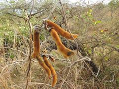 Mucuna coriacea