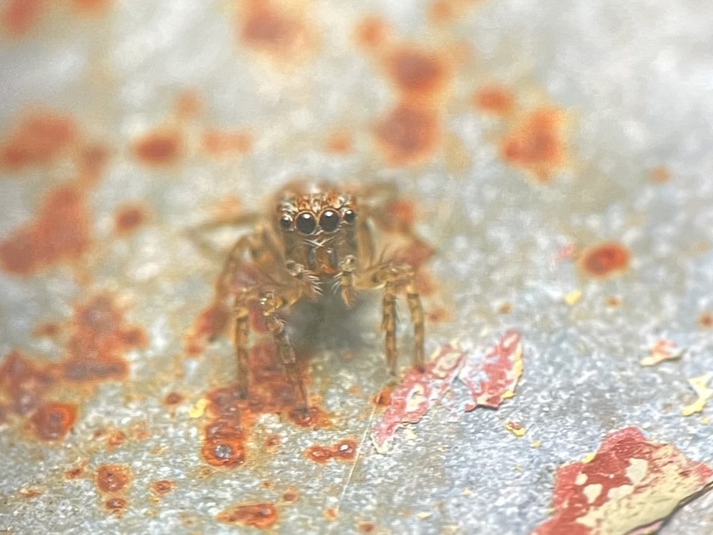 Jumping Spiders from Hong Kong on June 30, 2024 at 09:16 PM by Moses Fu ...