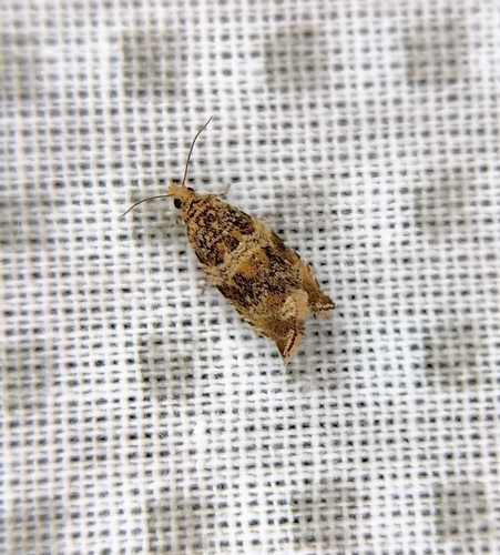 Celypha flavipalpana