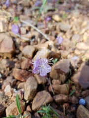 Phacelia exilis