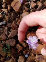Phacelia exilis