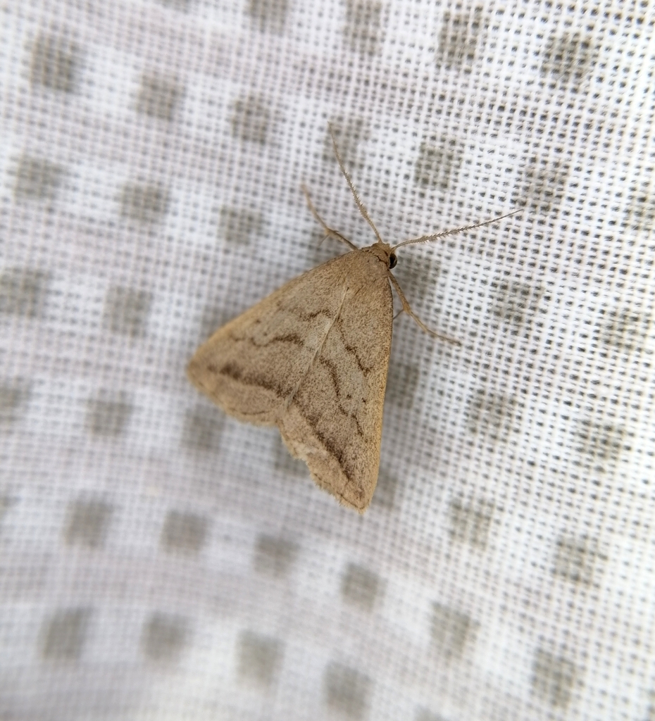 Zanclognatha tristriga