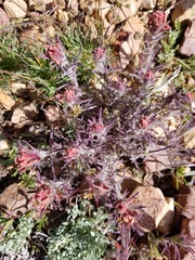 Castilleja cinerea