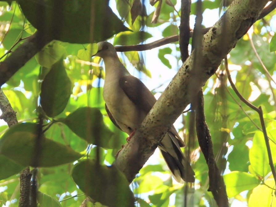 Caribbean Dove illustration