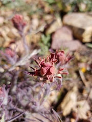 Castilleja cinerea