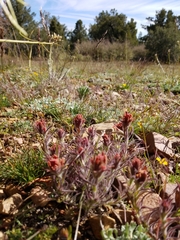 Castilleja cinerea