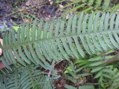 Pteris friesii