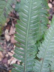 Pteris friesii