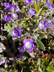 Phacelia curvipes