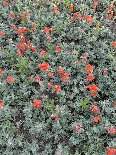 Scarlet Globemallow