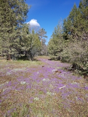 Phacelia curvipes