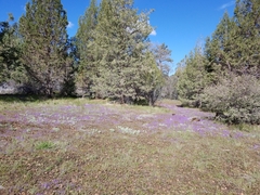 Phacelia curvipes