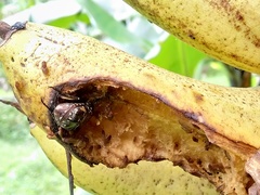 Protaetia orientalis sakaii