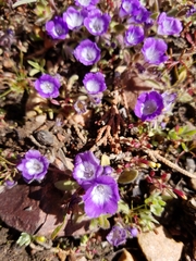 Phacelia curvipes