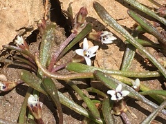 Limosella acaulis