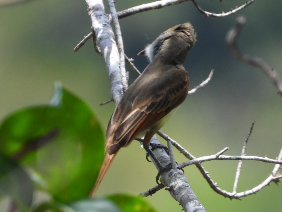 Rufous-tailed Flycatcher (Myiarchus validus), photo 3