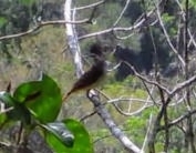 Rufous-tailed Flycatcher (Myiarchus validus), photo 4