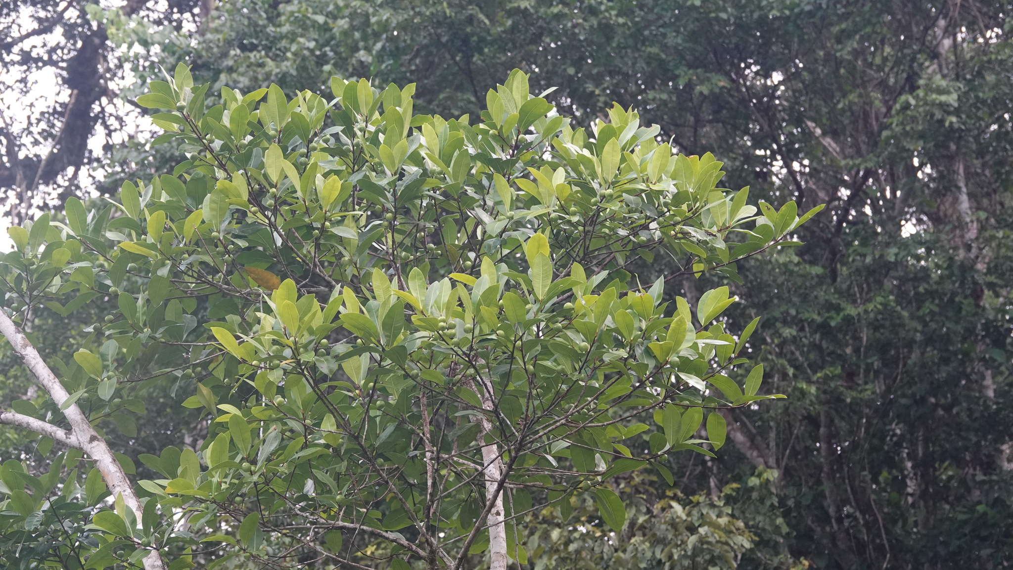 Imagem de Gameleira-branca