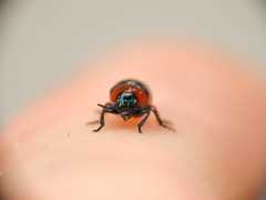 Coptocephala