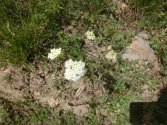 Perideridia bolanderi bolanderi