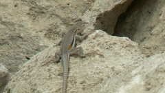 Microlophus peruvianus