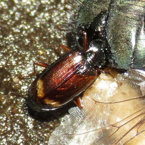 Bembidion consanguineum
