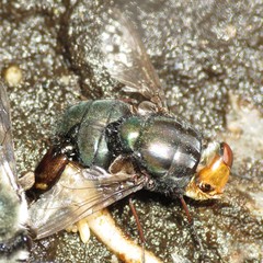 Compsomyiops callipes